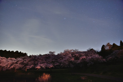 夜桜と星空