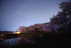 夜桜と星空