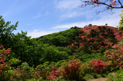 ツツジ咲く徳仙丈山