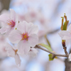やっと東北にも桜
