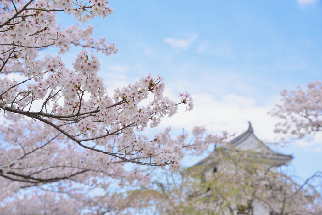 やっと東北にも桜