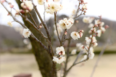 ウメの花