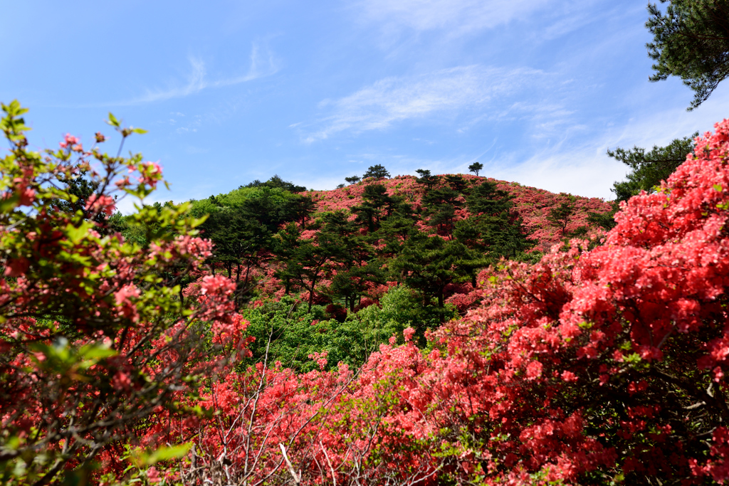 ツツジ咲く徳仙丈山②