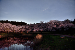 夜桜リフレクション