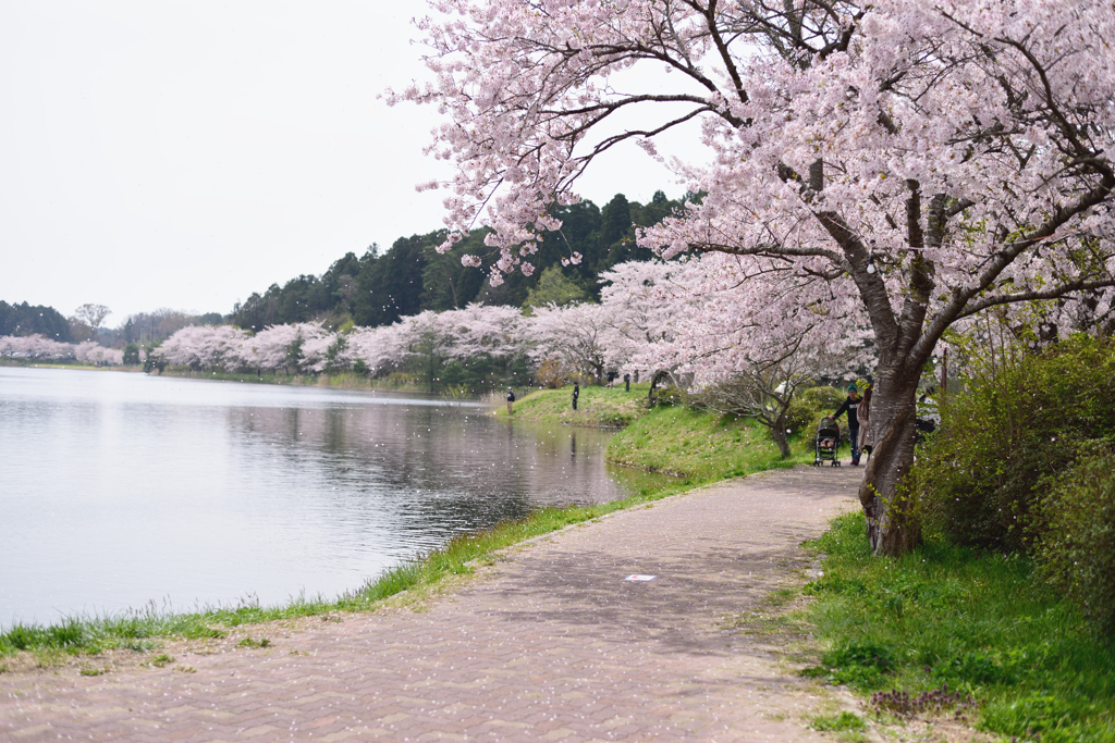 桜舞い散る