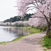 桜舞い散る