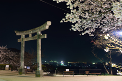 神社の夜桜と夜景