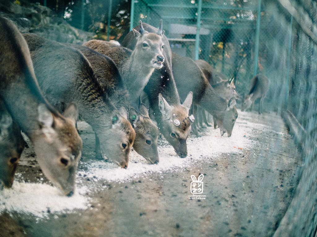 雪降ってる思ったら、違った