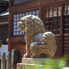 もふもふ狛犬