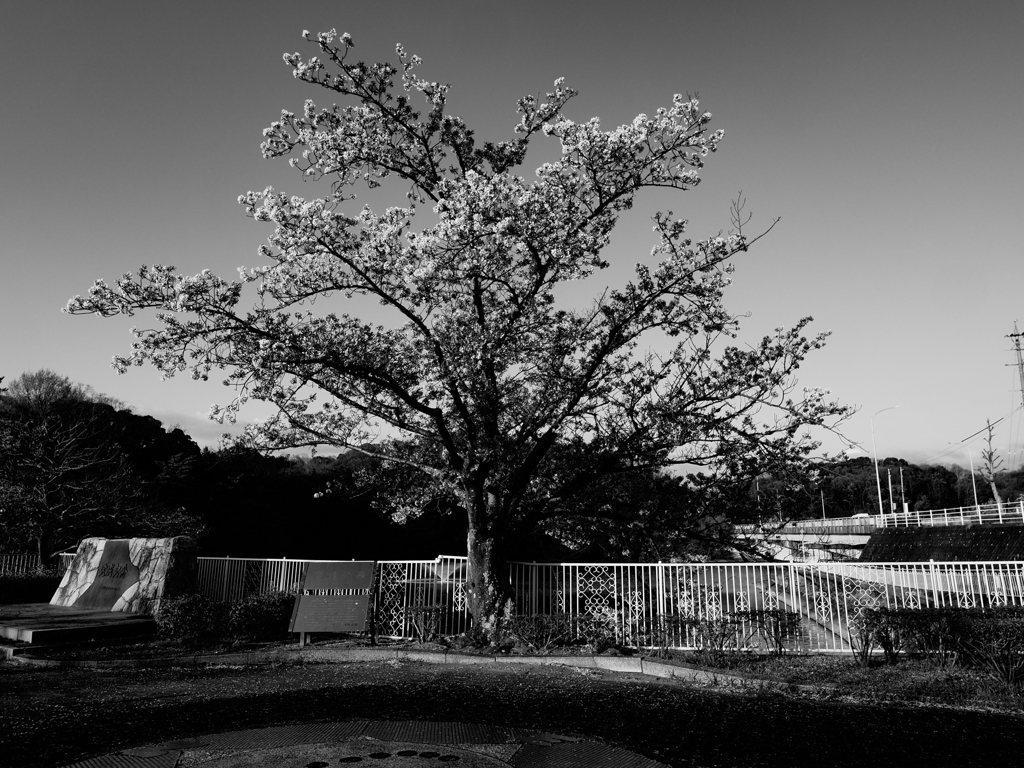 ４日の桜