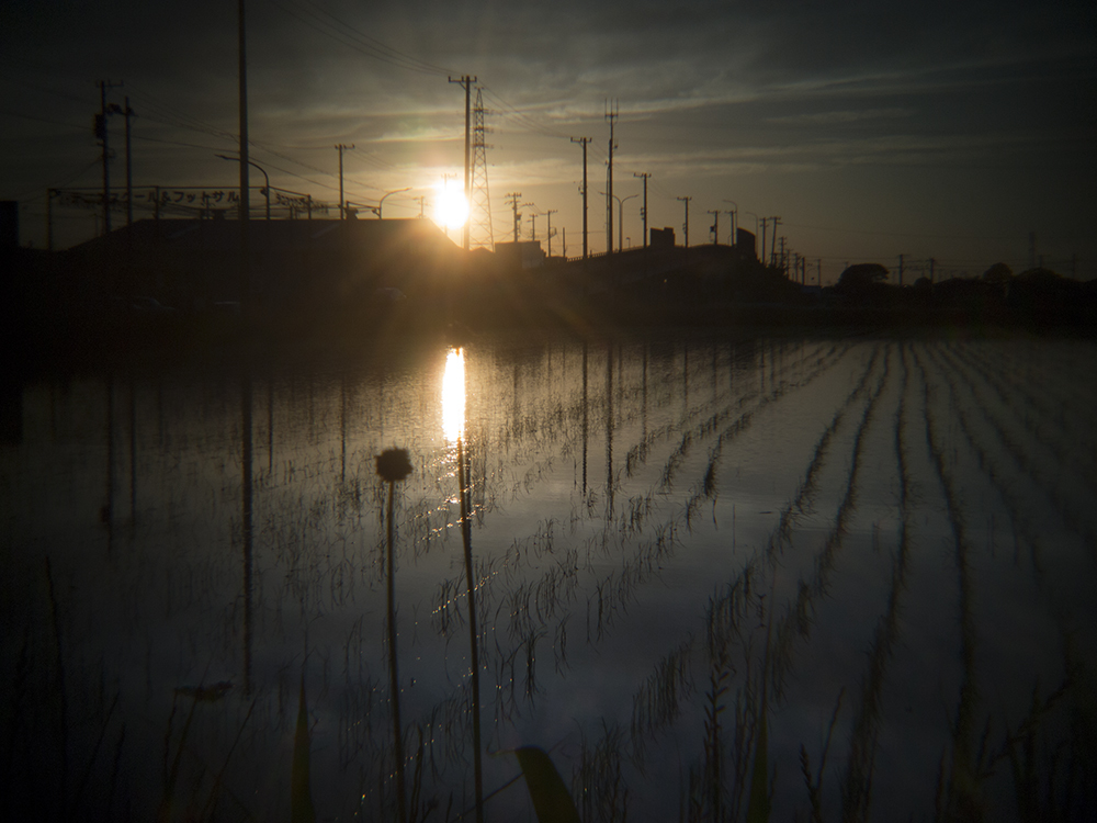 夕方の水田