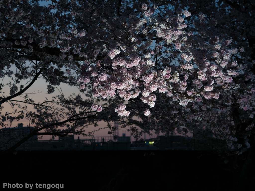 夕桜