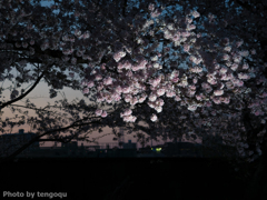 夕桜