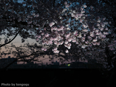 夕桜