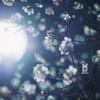 夜光玉