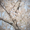 桜色