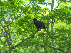 カラス