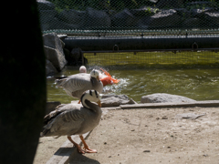 フラミンゴさんの大サービスなのに、フレームインしてくるガヤども