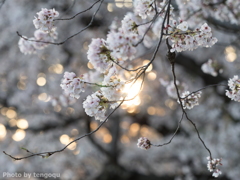 夕陽逆光桜