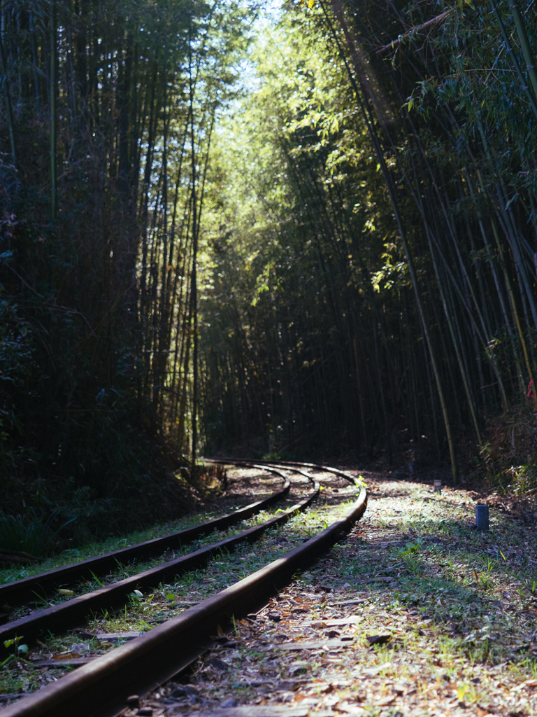 竹林トンネル抜けてた