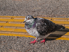 鳩の者