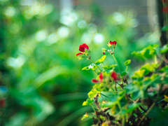 草花
