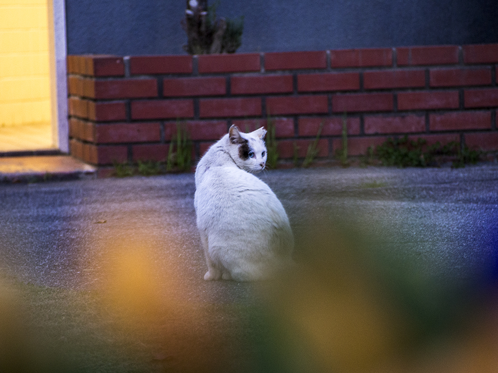ネコを盗撮です