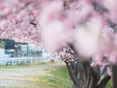 望遠桜