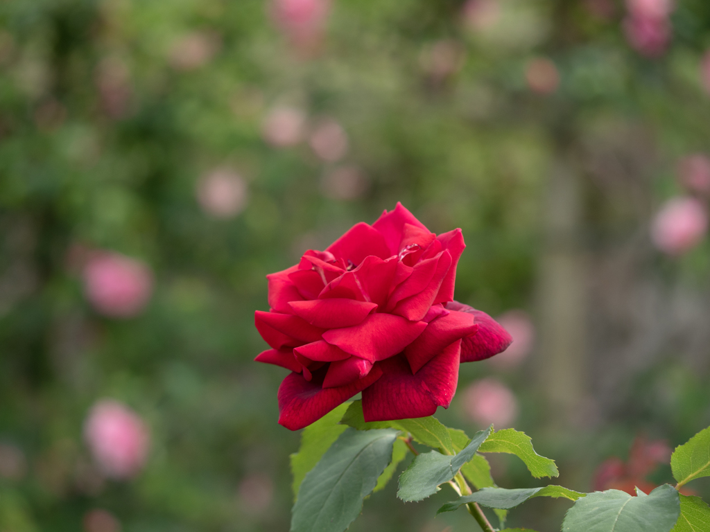 ばらの花