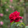 ばらの花