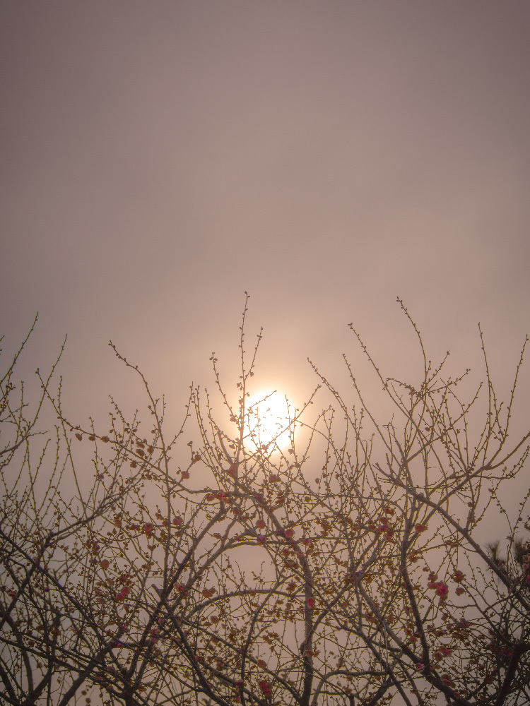 梅と夕日