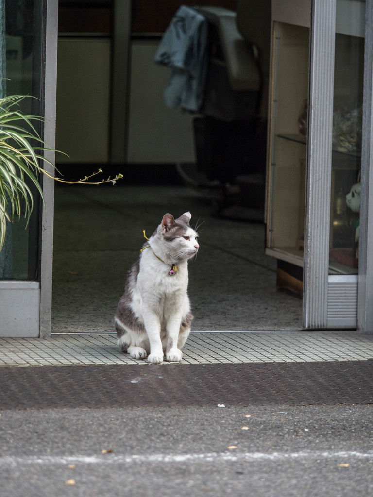 床屋のニャンコ