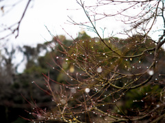 雨上がり