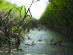 カエルとかの視点