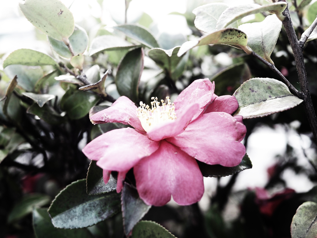 Br.Flower