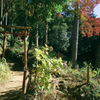 山中鳥居