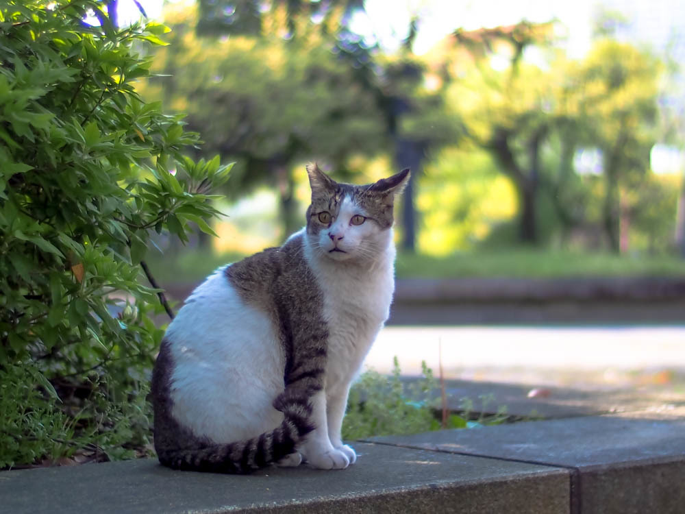 都会の公園猫