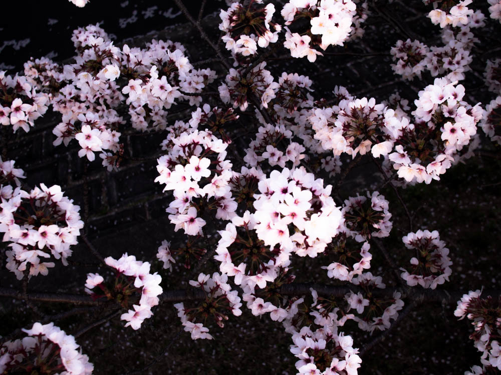 桜玉