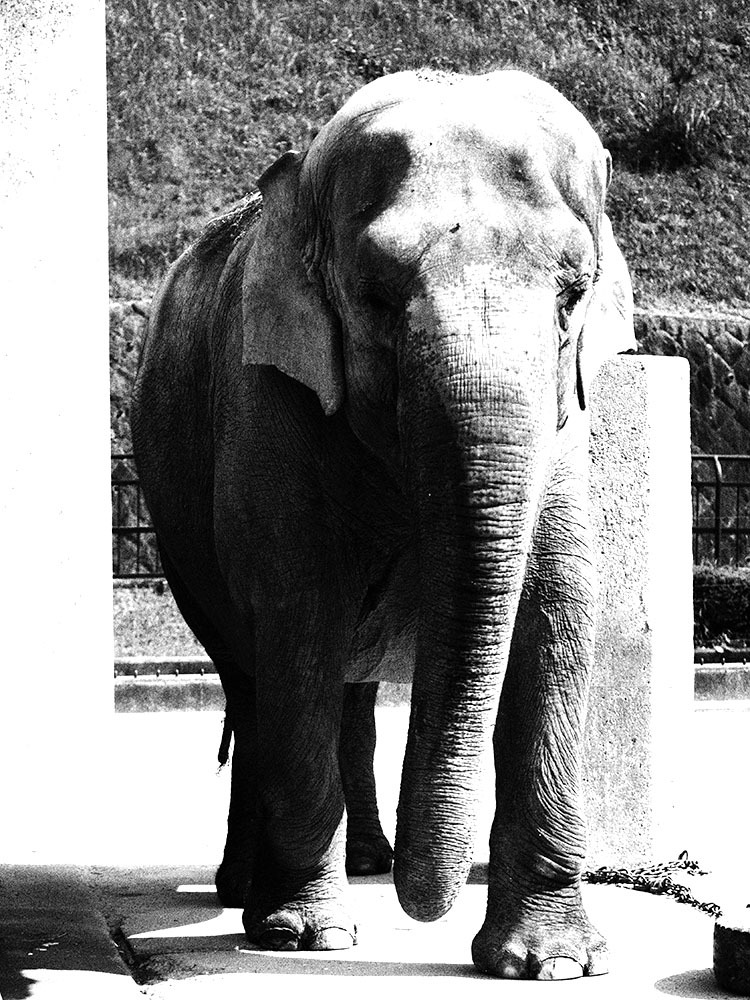 像を撮ってモノクロにしたかった