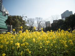 都会の菜の花