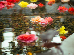 ベゴニアガーデン 浮き花