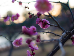 梅の花