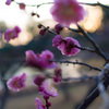 梅の花