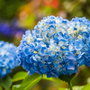 とりあえず紫陽花