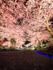 見上げれば桜色