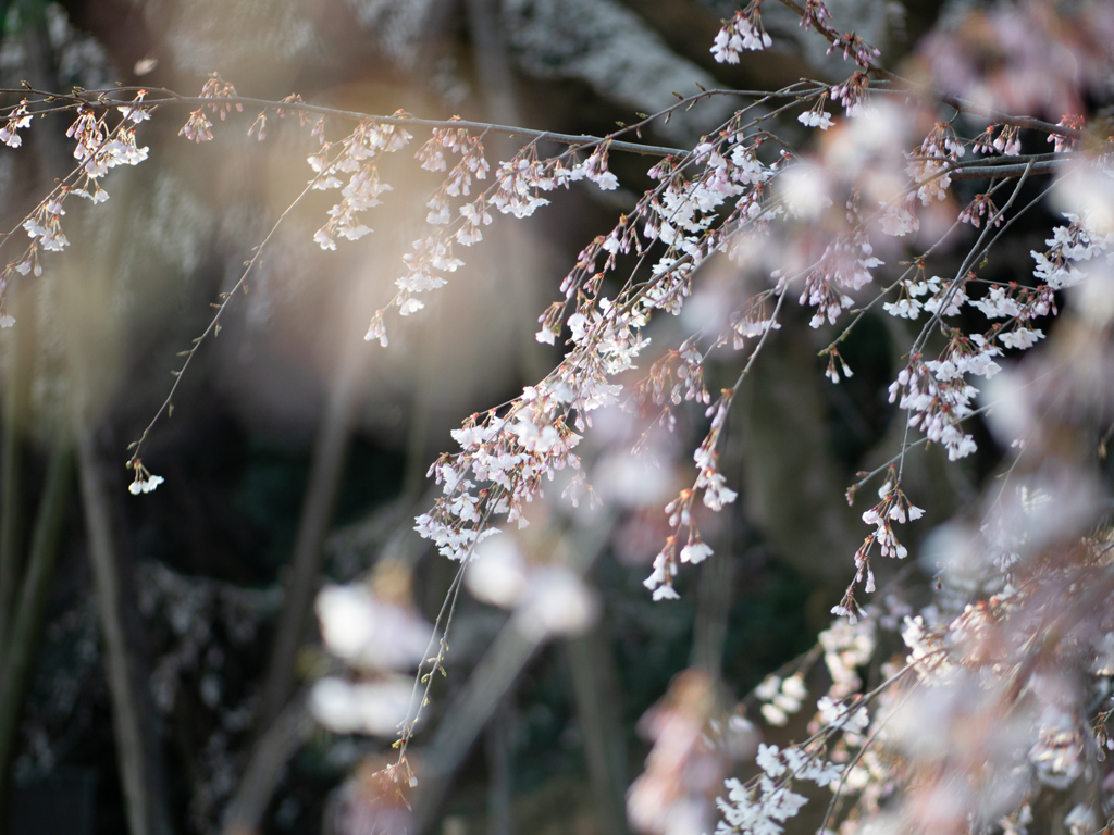 しだれ桜 ヨリ