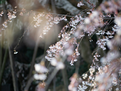しだれ桜 ヨリ