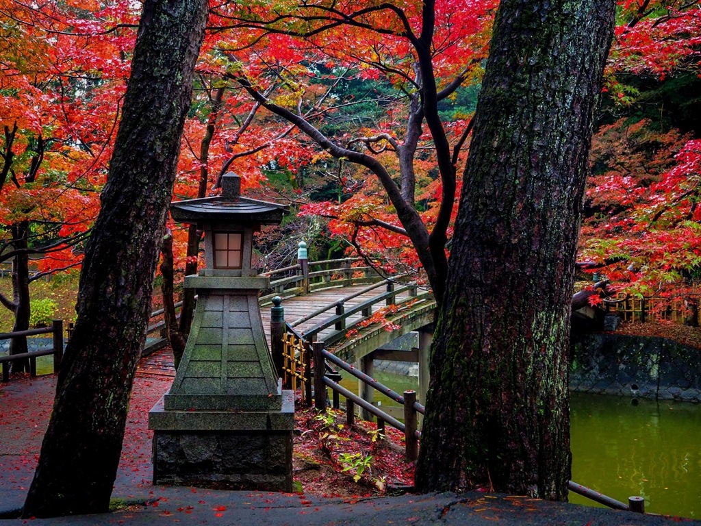 紅葉満開
