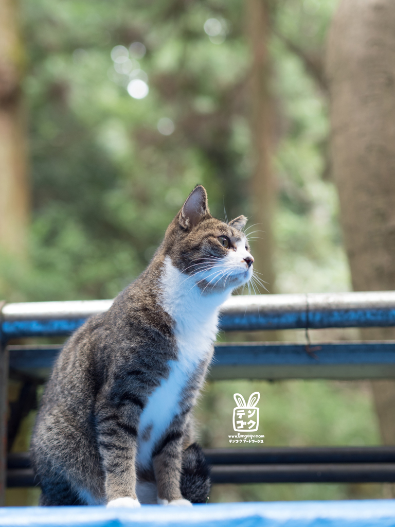 神社ねこさま