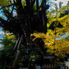 葛城一言主神社銀杏
